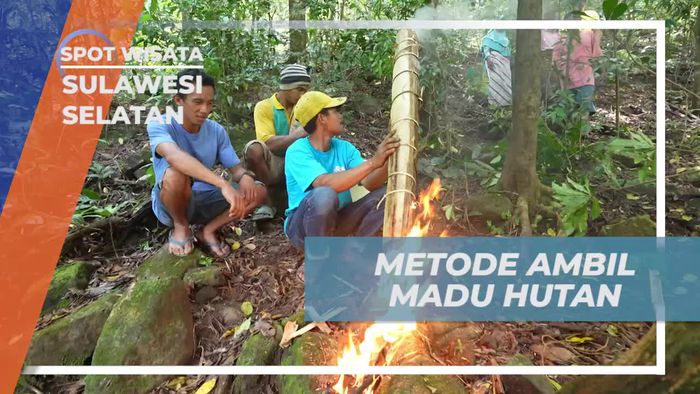 Saksikan Kearifan Lokal dalam Metode Tradisional Memanen Madu Hutan, Sulawesi Selatan