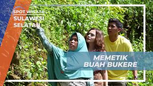 Ikut Berpetualang Memetik Buah Bukere di Hutan, Sulawesi Selatan