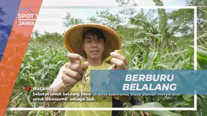 Menjadi Ahli Berburu Belalang di Ciseureuh Jalawastu, Jawa Tengah