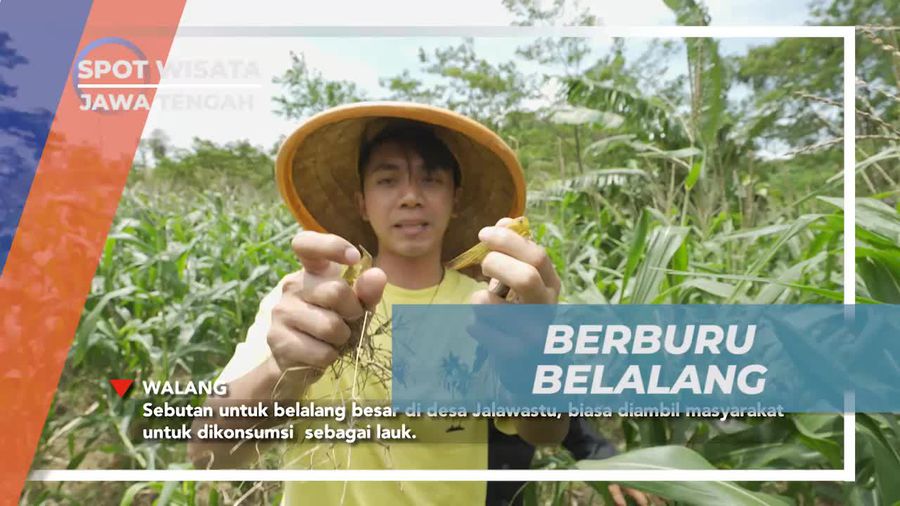 Menjadi Ahli Berburu Belalang di Ciseureuh Jalawastu, Jawa Tengah
