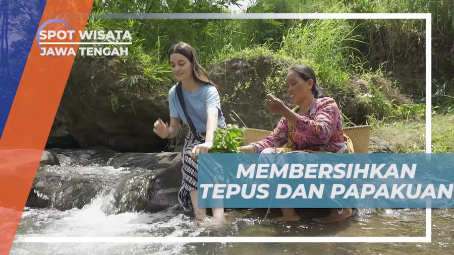 Membersihkan Tepus dan Papakuan di Aliran Sungai Ciseureuh Jalawastu, Jawa Tengah