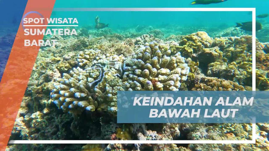 Menikmati Keindahan Alam Bawah Laut Saat Berburu Gurita di Nagari Sungai Pinang, Sumatera Barat