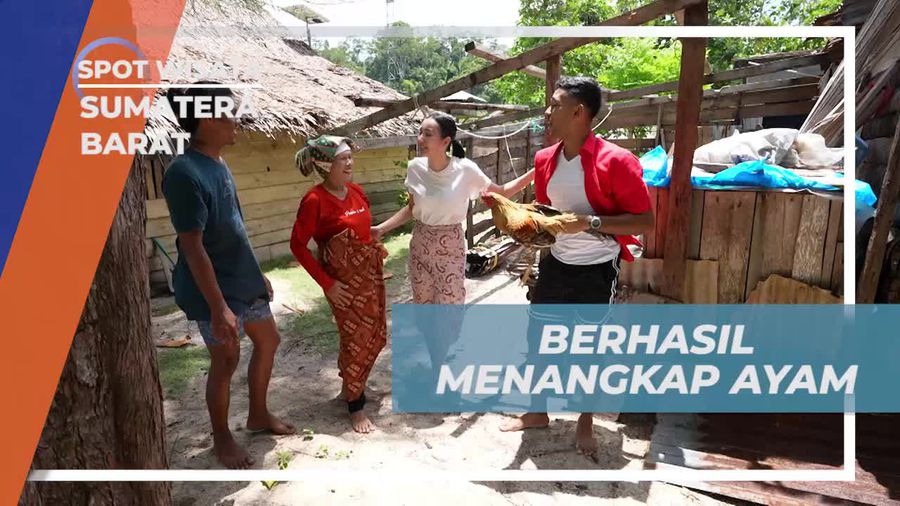 Merayakan Keberhasilan Menangkap Ayam untuk Kuliner Khas Minangkabau di Sumatera Barat