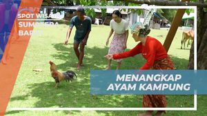 Antusias Menangkap Ayam Kampung untuk Dimasak Menjadi Kuliner Khas di Sumatera Barat
