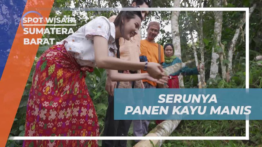 Serunya Memanen Kayu Manis di Desa Sarugo, Sumatera Barat