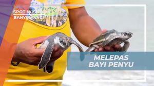 Lepaskan Tukik ke Laut di Pantai Cemara dengan Penuh Harapan di Banyuwangi