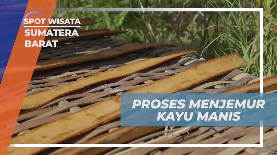 Jemur Kayu Manis Dalam Terik Matahari Sambil Bercanda di Sumatera Barat