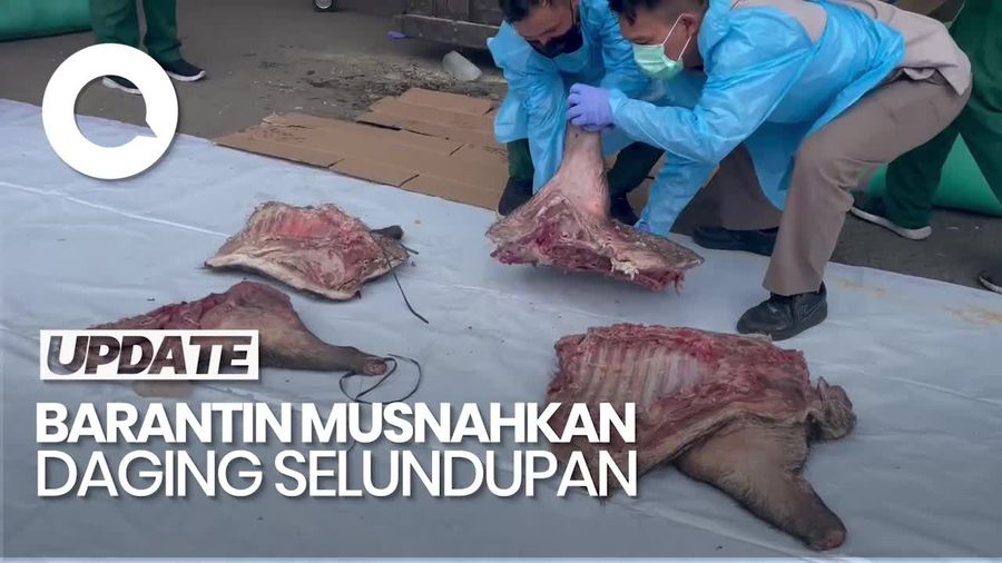 Video: Pemusnahan 2,9 Ton Daging Celeng Selundupan dari Lampung