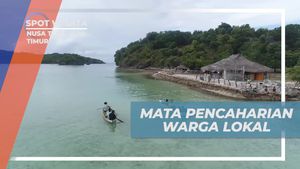 Mengikuti Warga Lokal Memanen Rumput Laut di Desa Oeseli, Nusa Tenggara Timur
