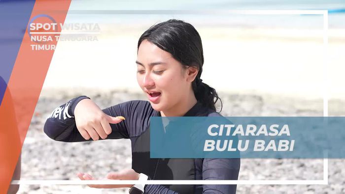 Menikmati Citarasa Unik Daging Bulu Babi di Nusa Tenggara Timur