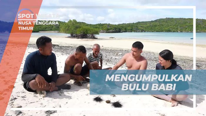 Mengumpulkan Bulu Babi Bersama Warga Setempat di Nusa Tenggara Timur