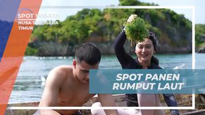 Mencari Spot Panen Rumput Laut yang Menarik di Desa Oeseli, Nusa Tenggara Timur