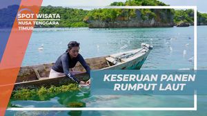 Bergembira Melakukan Panen Rumput Laut Bersama Warga Setempat di Desa Oeseli, Nusa Tenggara Timur