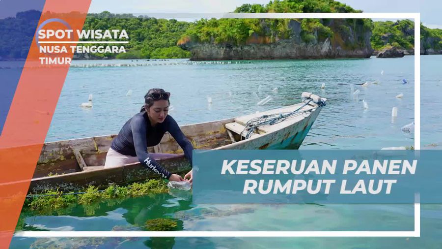Bergembira Melakukan Panen Rumput Laut Bersama Warga Setempat di Desa Oeseli, Nusa Tenggara Timur
