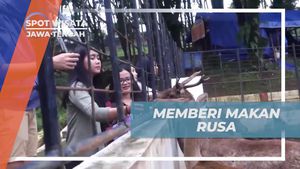 Memberi Makan Rusa yang Menggemaskan di Jawa Tengah