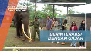 Berinteraksi Menyenangkan dengan Gajah di Taman Celosia, Jawa Tengah