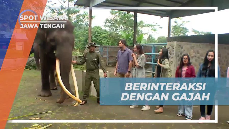 Berinteraksi Menyenangkan dengan Gajah di Taman Celosia, Jawa Tengah