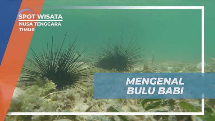Mengenal Lebih Dekat Bulu Babi yang Menakjubkan di Nusa Tenggara Timur