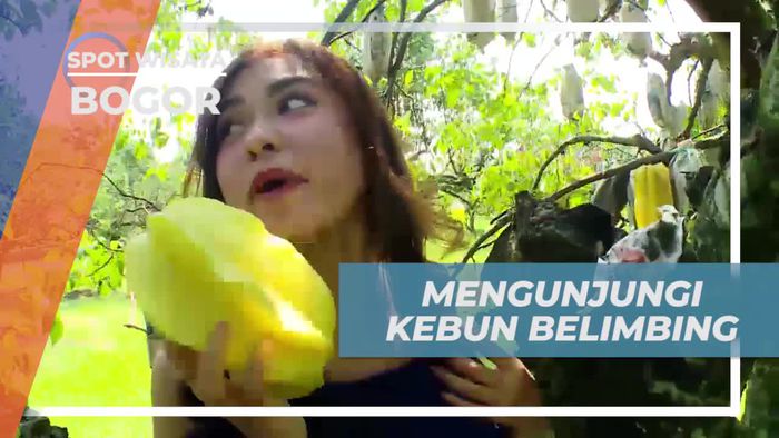 Memetik Belimbing Segar Langsung dari Kebun di Bogor