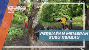 Mempersiapkan Diri untuk Memerah Susu Kerbau di Nusa Tenggara Timur