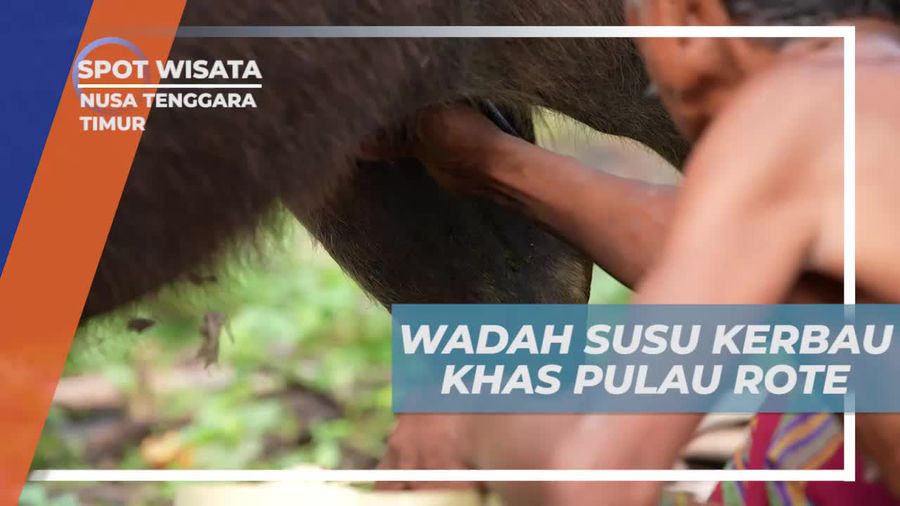 Wadah Tradisional Susu Kerbau Khas Pulau Rote di Nusa Tenggara Timur