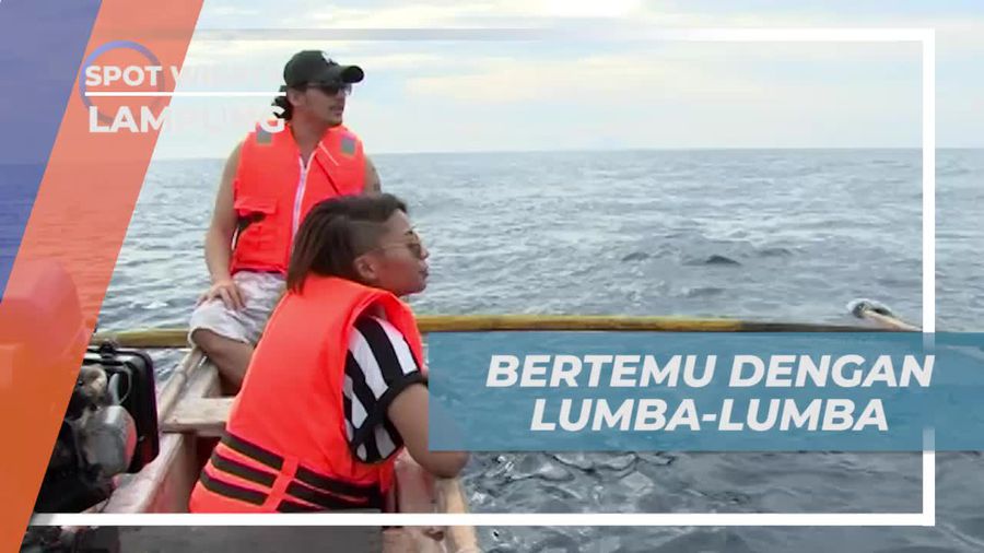 Bertemu Lumba-lumba Liar di Teluk Kiluan, Lampung