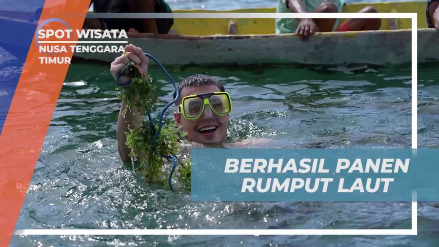 Panen Seru Rumput Laut Bersama Selebriti di Nusa Tenggara Timur