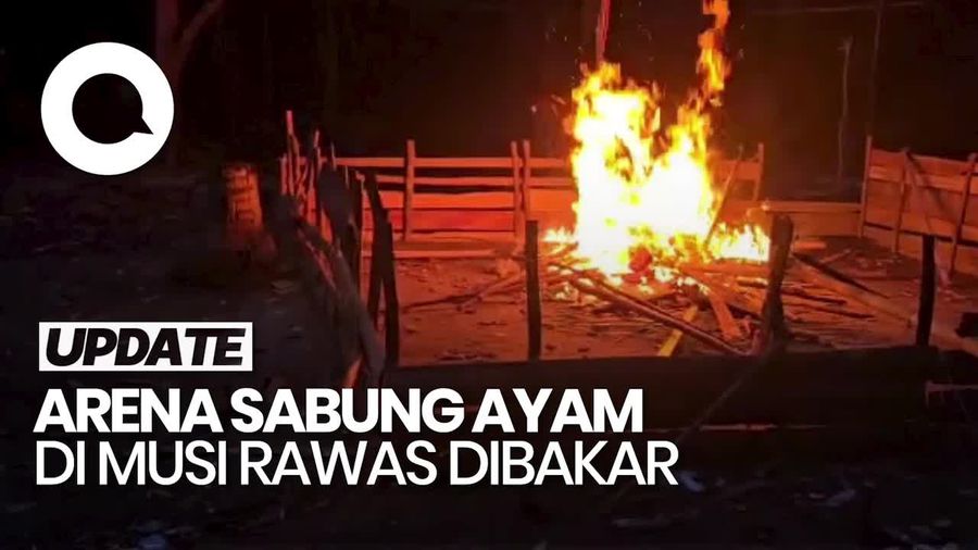 Video: Polisi Hancurkan Arena Sabung Ayam di Musi Rawas, Pelaku Diburu