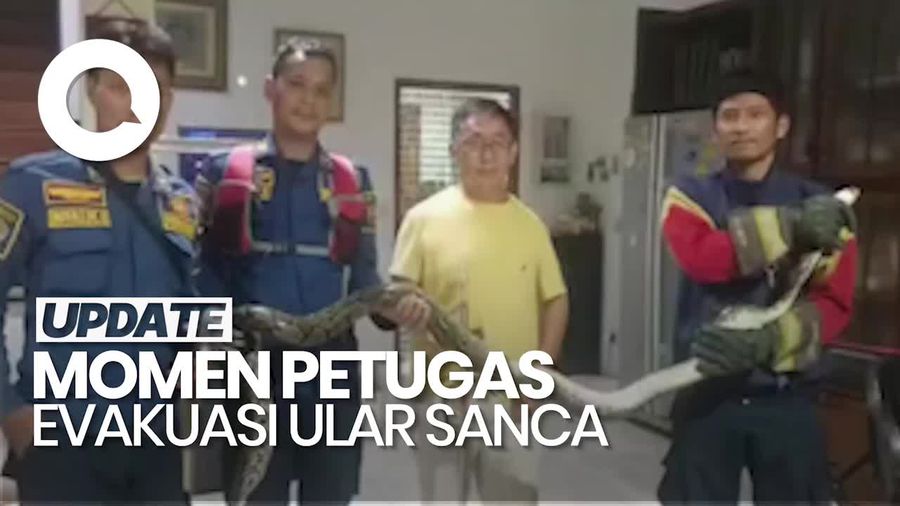 Video: Warga Bogor Kaget Temukan Ular Sanca di Belakang Kompor