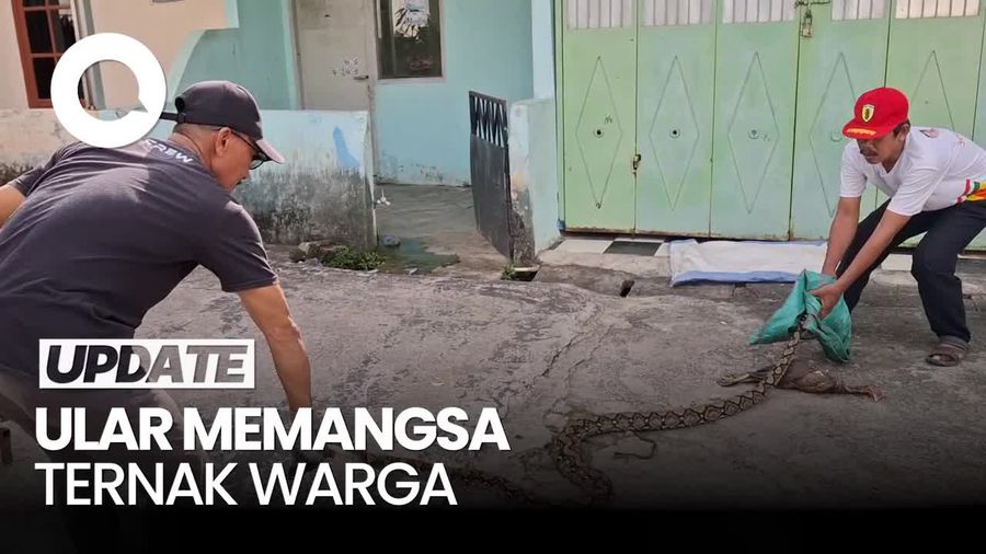 Video: Ngeri, Ular Piton 3 Meter Mangsa Ternak Warga di Palembang
