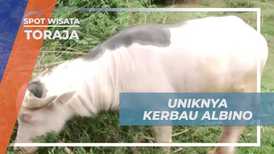Temukan Keunikan Kerbau Albino di Tanah Toraja