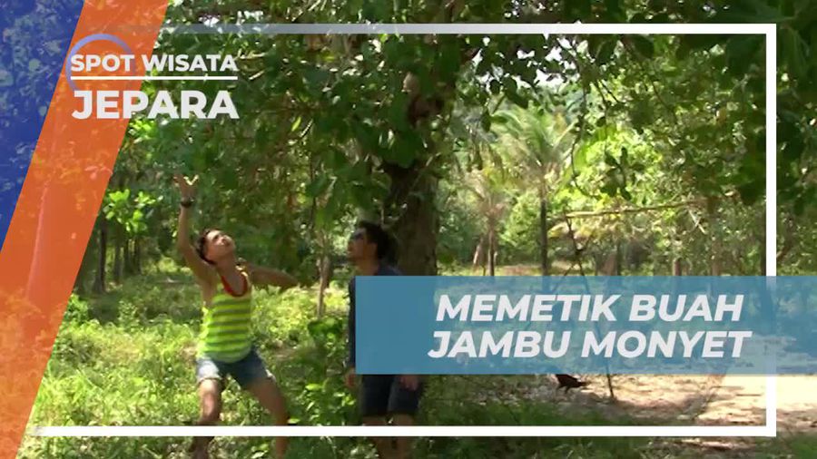 Nikmati Manisnya Memetik Buah Jambu Monyet di Karimun Jawa Besar, Jepara
