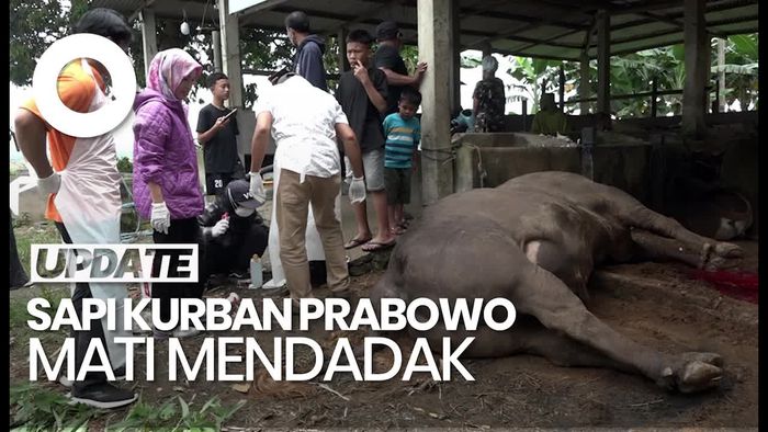 Video: Sapi Kurban Prabowo di Polman Sulbar Mati Mendadak Diduga Sakit