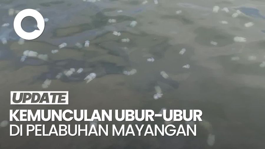 Video: Fenomena Jutaan Ubur-ubur Muncul di Pelabuhan Mayangan