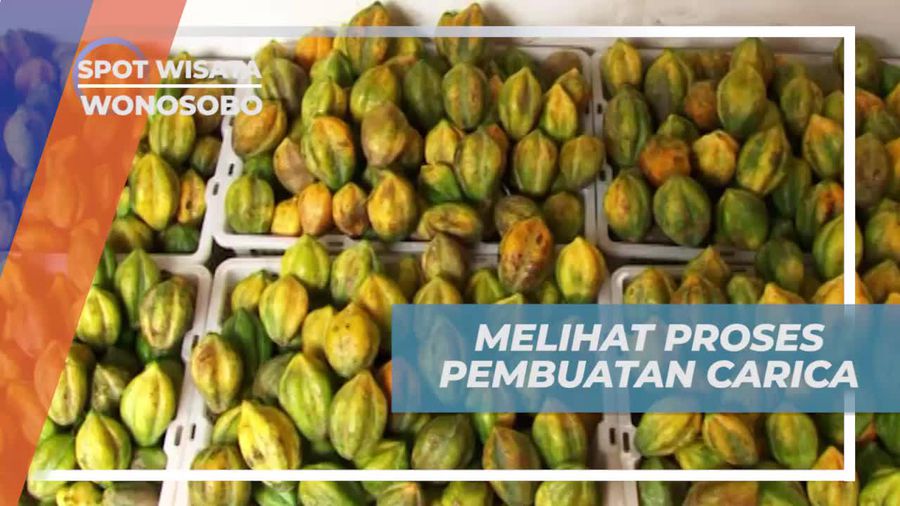 Saksikan Proses Pembuatan Carica di Wonosobo
