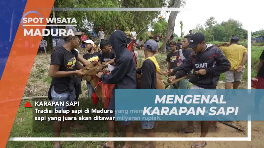Membongkar Tradisi Karapan Sapi yang Menggugah Semangat di Madura