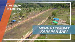 Mengantar Sapi Menuju Arena Karapan dengan Penuh Semangat di Madura
