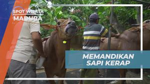 Mengguyur Sapi dengan Keseruan dan Keceriaan di Madura
