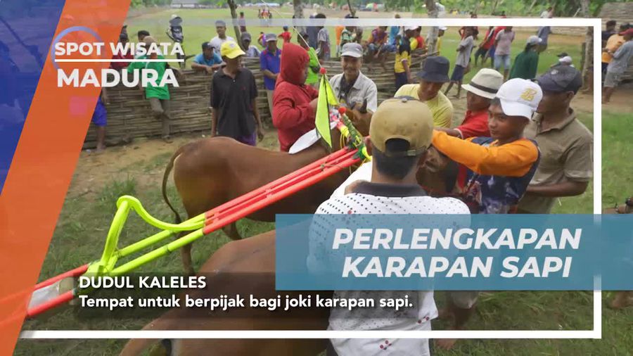 Menghias Sapi dengan Perlengkapan Menarik Sebelum Beraksi di Madura