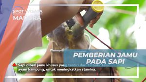 Menyajikan Jamu Spesial untuk Sapi Jagoan di Madura