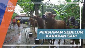 Menjelajahi Tradisi Karapan Sapi di Madura