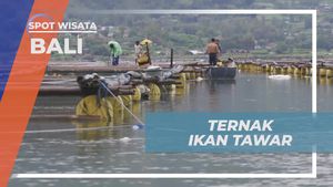 Berbagi Keseruan Memanen Ikan Tawar Bersama Selebriti di Desa Terunyan, Bali