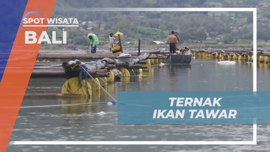 Berbagi Keseruan Memanen Ikan Tawar Bersama Selebriti di Desa Terunyan, Bali