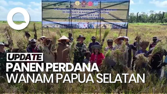 Video: Panen Perdana Lumbung Pangan Wanam, Hasilkan 2,5 Ton per Hektare