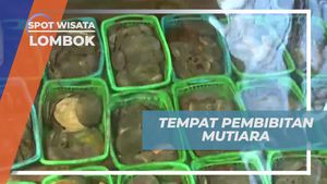 Belajar Tentang Pembibitan Mutiara di Lombok
