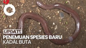 Video Peneliti BRIN Temukan Spesies Baru, Kadal Buta dari Pulau Buton
