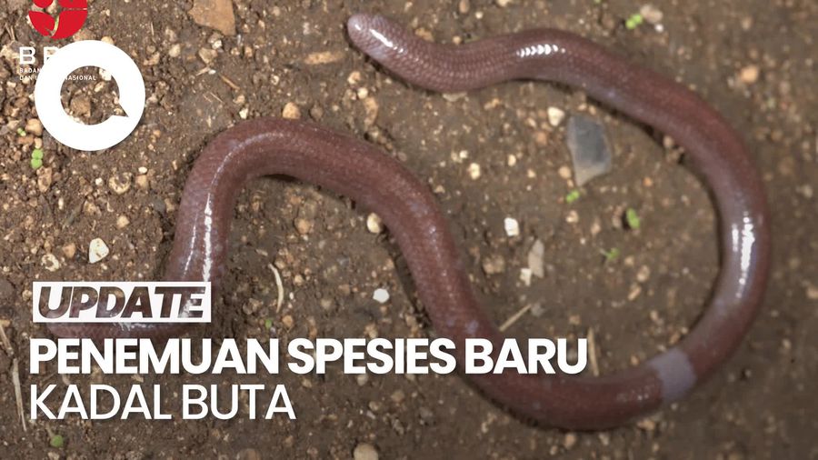 Video Peneliti BRIN Temukan Spesies Baru, Kadal Buta dari Pulau Buton