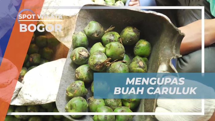Mengolah Buah Caruluk Menjadi Kolang-Kaling di Bogor