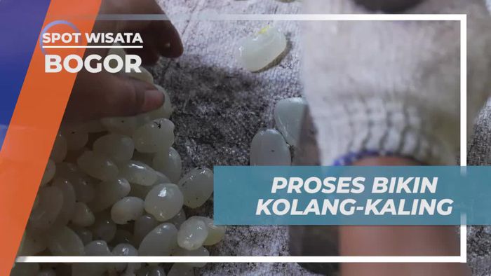 Memproses Buah Caruluk Menjadi Kolang-Kaling di Bogor