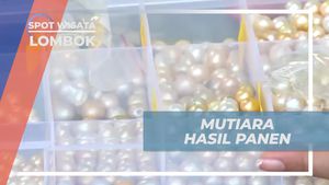 Mengagumi Mutiara Hasil Panen di Lombok